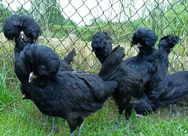 Інкубаційне яйце, курчата, Падуан чорний, зозулений. Оплід хороший- фото № 1