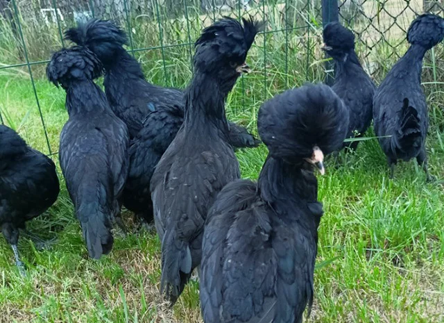 Інкубаційне яйце, курчата, Падуан чорний, зозулений. Оплід хороший- фото № 2