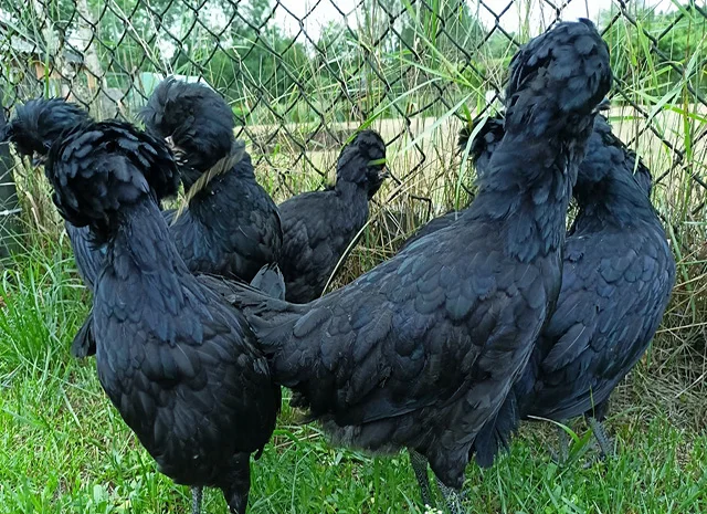 Інкубаційне яйце, курчата, Падуан чорний, зозулений. Оплід хороший- фото № 3