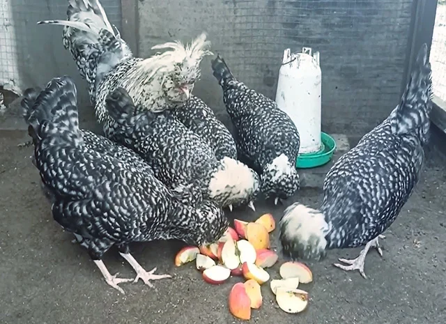 Інкубаційне яйце, курчата, Падуан чорний, зозулений. Оплід хороший- фото № 4