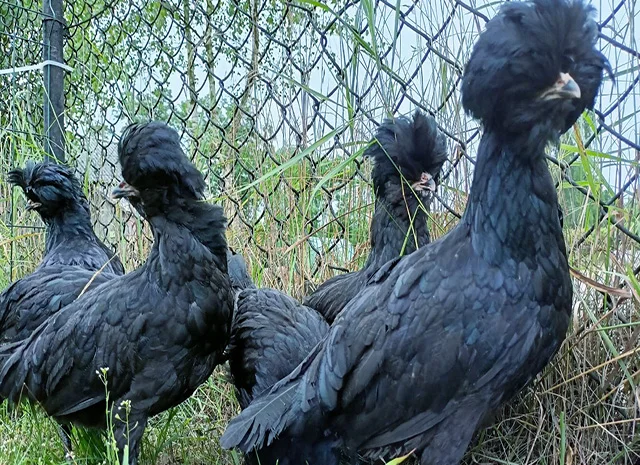 Інкубаційне яйце, курчата, Падуан чорний, зозулений. Оплід хороший- фото № 5