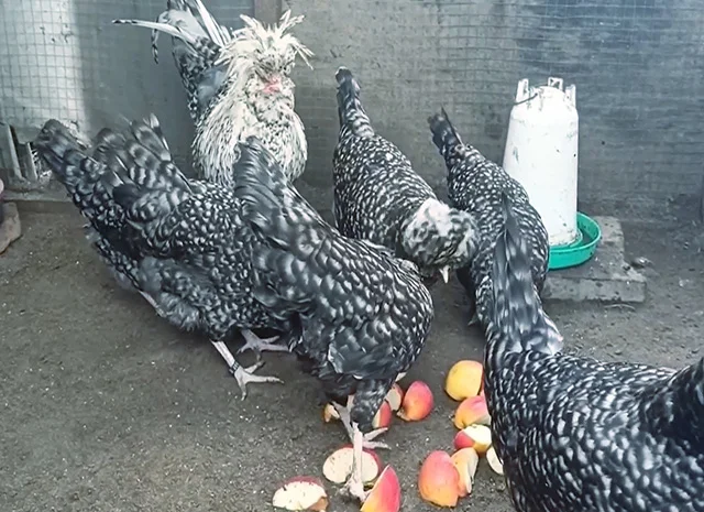 Інкубаційне яйце, курчата, Падуан чорний, зозулений. Оплід хороший- фото № 6