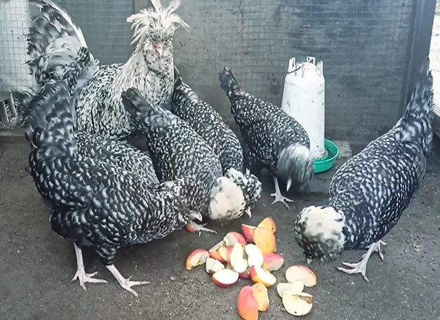 Інкубаційне яйце, курчата, Падуан чорний, зозулений. Оплід хороший- фото № 7