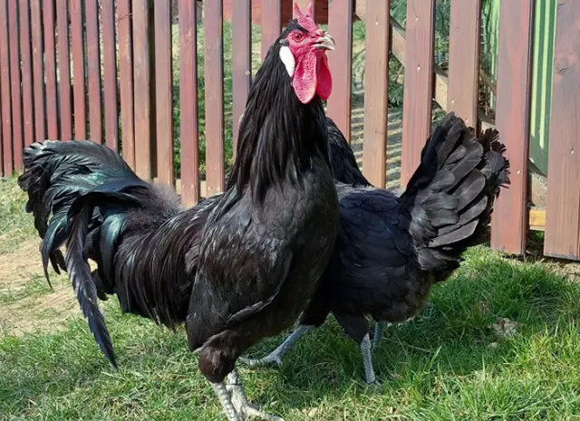 Продается яйцо инкубационное, цыплята. чистопородный Ла Флеш- фото № 4