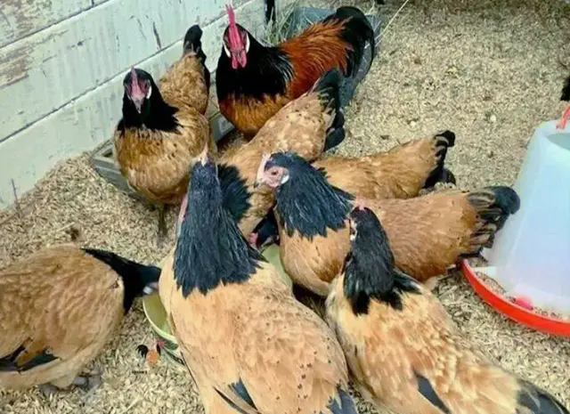 Продается яйцо инкубационное, цыплята. чистопородный Форверк- фото № 2