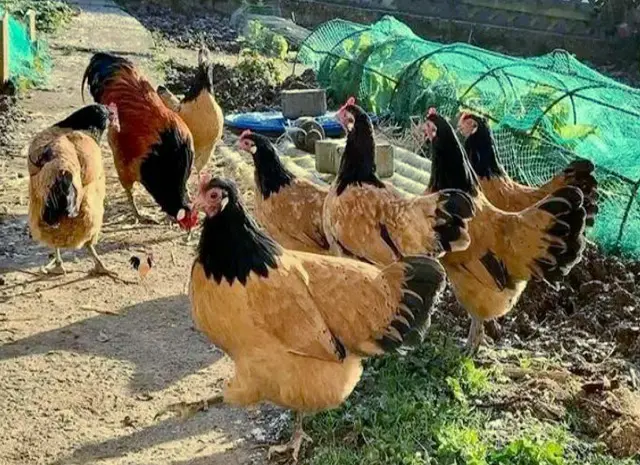 Продается яйцо инкубационное, цыплята. чистопородный Форверк- фото № 4
