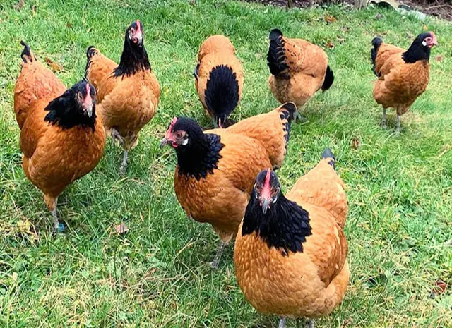 Продается яйцо инкубационное, цыплята. чистопородный Форверк- фото № 5
