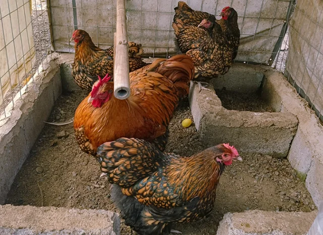 Інкубаційне яйце кур, Орпінгтон палевий, срібло, золото- фото № 2