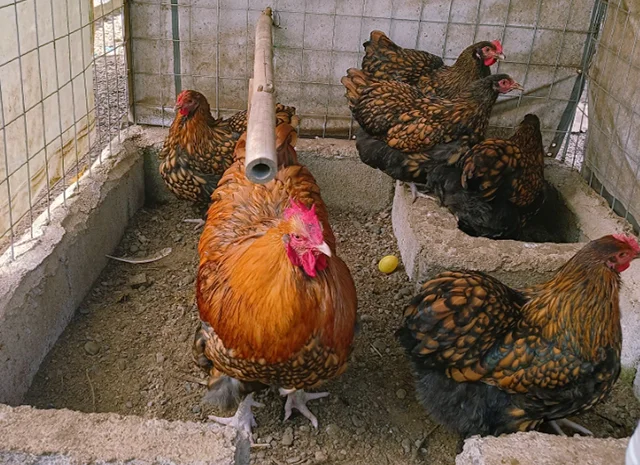 Інкубаційне яйце кур, Орпінгтон палевий, срібло, золото- фото № 3