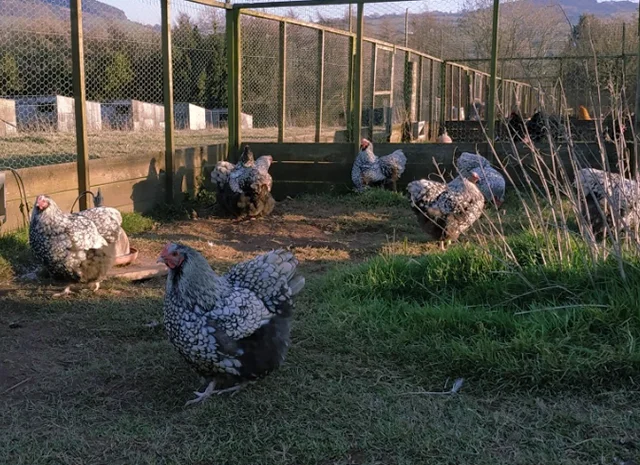 Інкубаційне яйце кур, Орпінгтон палевий, срібло, золото- фото № 4