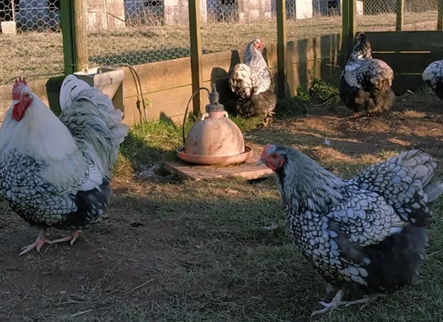 Інкубаційне яйце кур, Орпінгтон палевий, срібло, золото- фото № 5