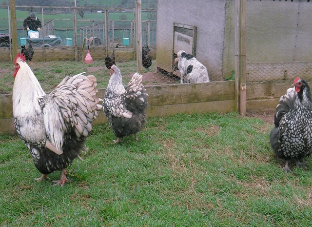 Інкубаційне яйце кур, Орпінгтон палевий, срібло, золото- фото № 6