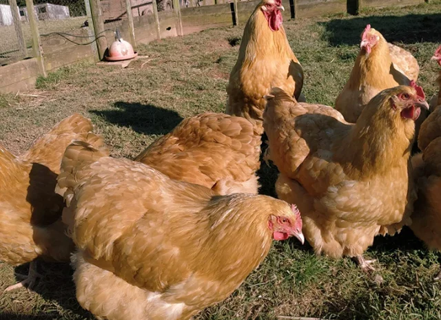 Інкубаційне яйце кур, Орпінгтон палевий, срібло, золото- фото № 8