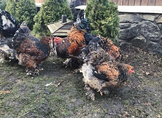 Інкубаційне яйце. Курчата- фото № 1