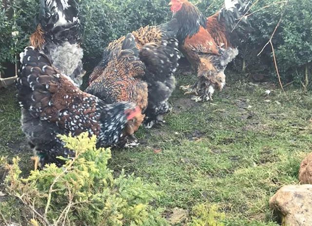 Інкубаційне яйце. Курчата- фото № 2