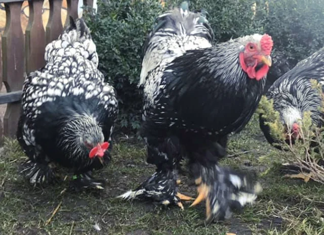 Інкубаційне яйце. Курчата- фото № 3