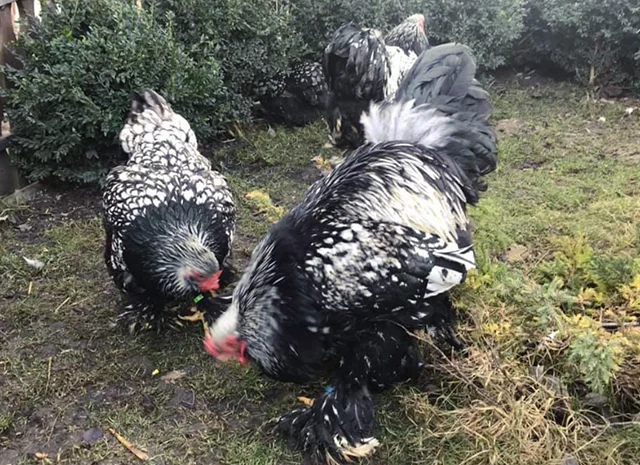 Інкубаційне яйце. Курчата- фото № 4