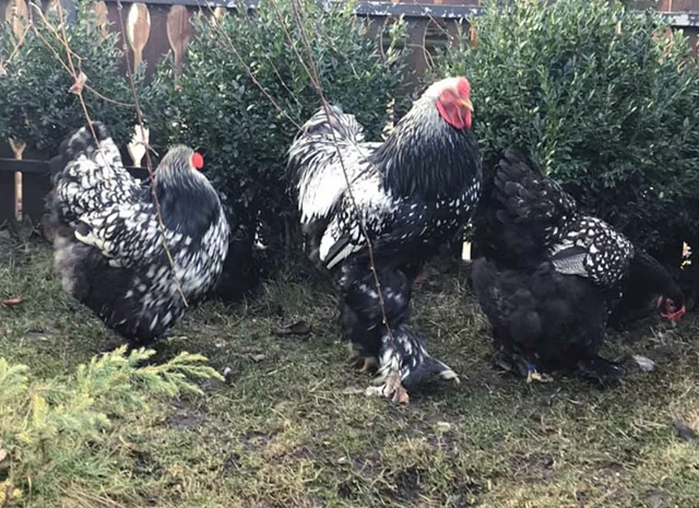 Інкубаційне яйце. Курчата- фото № 5