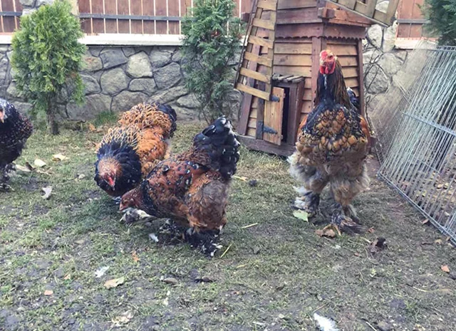 Інкубаційне яйце. Курчата- фото № 6