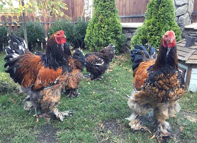 Інкубаційне яйце. Курчата- фото № 7