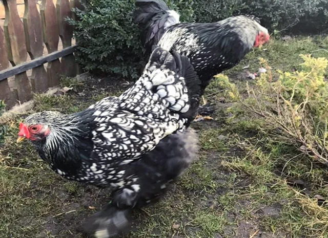 Інкубаційне яйце. Курчата- фото № 8