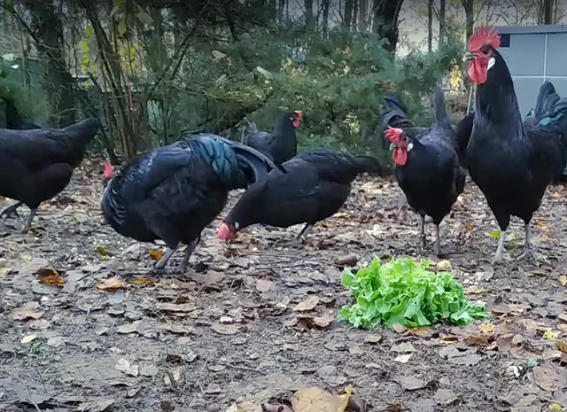 Інкубаційне яйце. Курчата- фото № 1