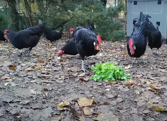 Інкубаційне яйце. Курчата- фото № 2