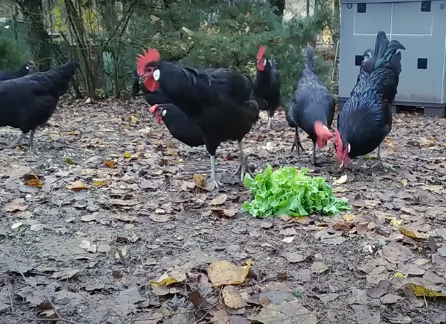 Інкубаційне яйце. Курчата- фото № 3