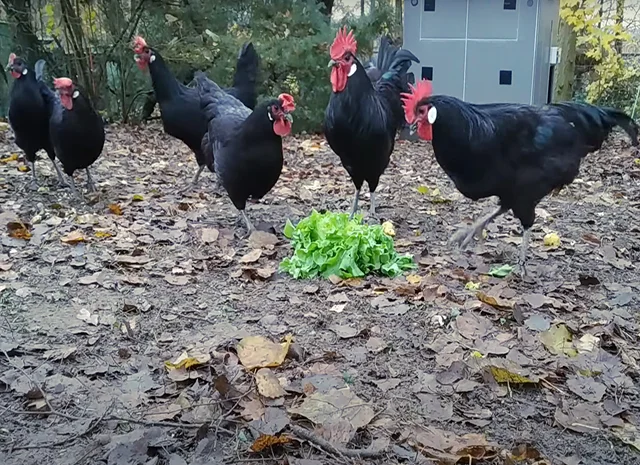 Інкубаційне яйце. Курчата- фото № 4