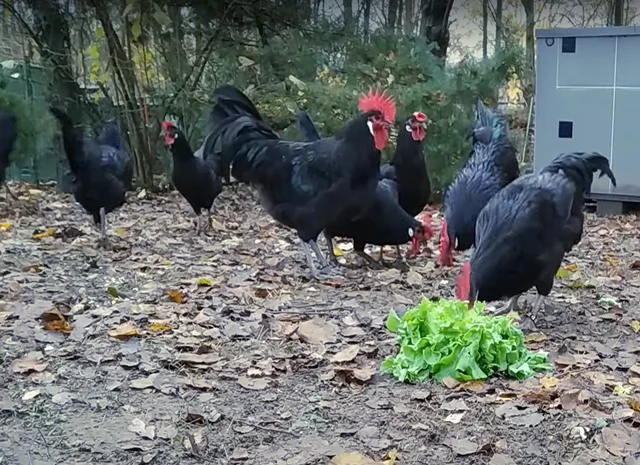 Інкубаційне яйце. Курчата- фото № 5