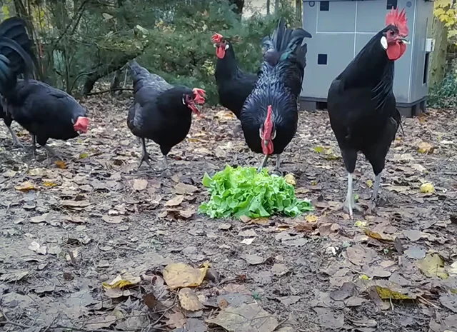 Інкубаційне яйце. Курчата- фото № 6