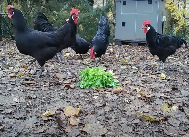 Інкубаційне яйце. Курчата- фото № 7