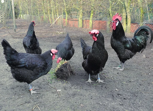 Інкубаційне яйце. Курчата- фото № 8