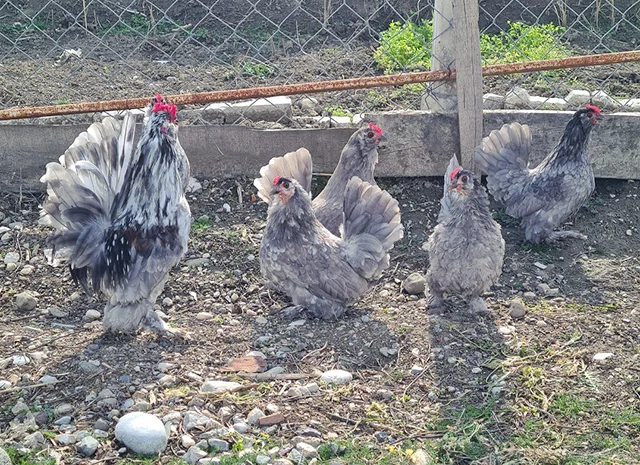 Інкубаційне яйце. Курчата- фото № 1