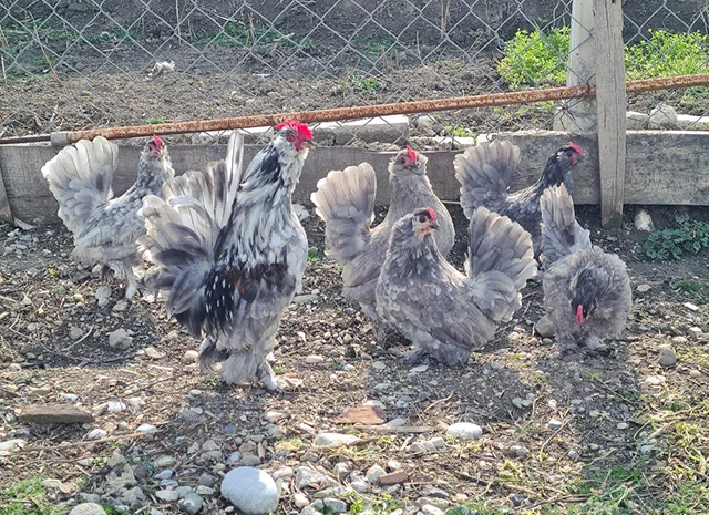 Інкубаційне яйце. Курчата- фото № 2