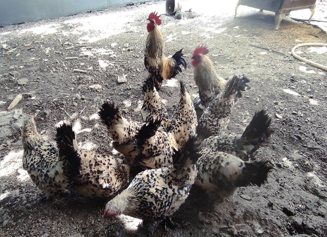 Інкубаційне яйце. Курчата- фото № 3