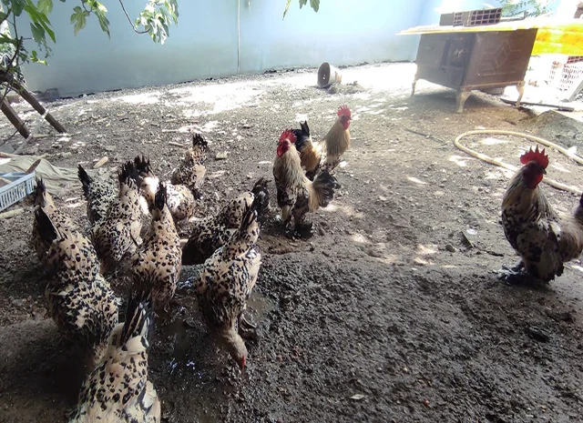 Інкубаційне яйце. Курчата- фото № 4