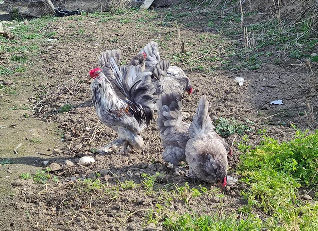 Інкубаційне яйце. Курчата- фото № 5