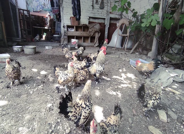 Інкубаційне яйце. Курчата- фото № 6