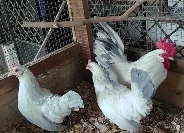 Інкубаційне яйце. Курчата- фото № 7