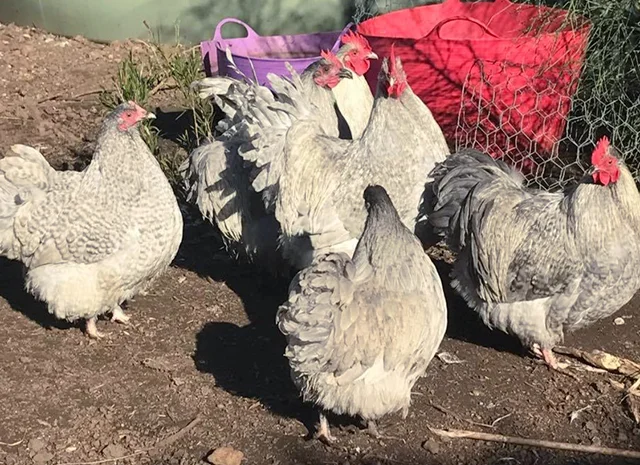 Інкубаційне яйце. Курчата- фото № 1