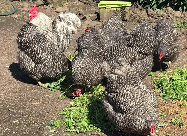 Інкубаційне яйце. Курчата- фото № 2