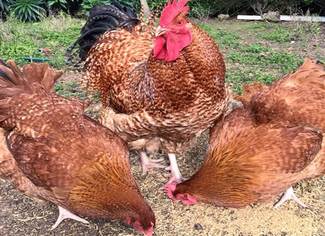 Інкубаційне яйце. Курчата- фото № 3