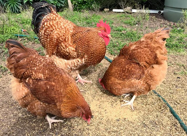 Інкубаційне яйце. Курчата- фото № 4