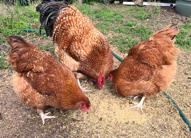 Інкубаційне яйце. Курчата- фото № 5