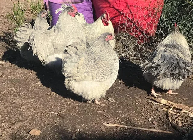 Інкубаційне яйце. Курчата- фото № 6