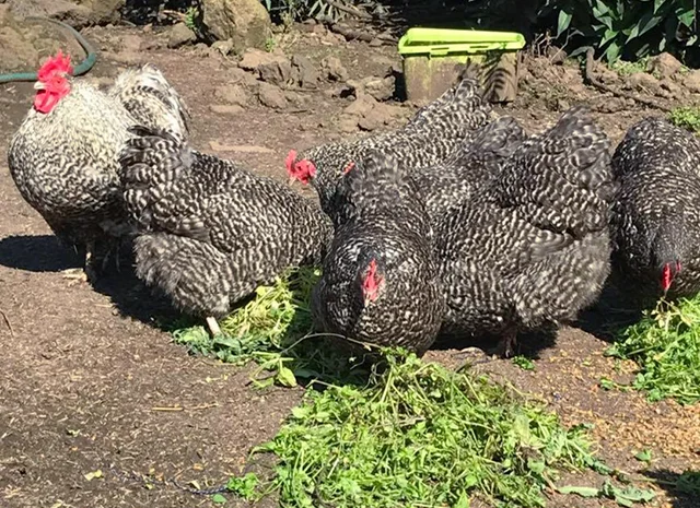 Інкубаційне яйце. Курчата- фото № 7