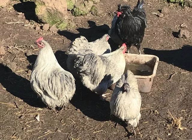 Інкубаційне яйце. Курчата- фото № 8