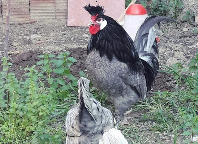 Інкубаційне яйце. Курчата- фото № 1