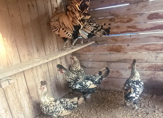 Інкубаційне яйце. Курчата- фото № 2